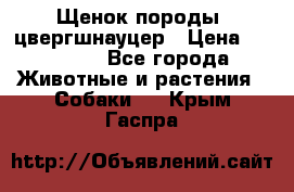 Щенок породы  цвергшнауцер › Цена ­ 30 000 - Все города Животные и растения » Собаки   . Крым,Гаспра